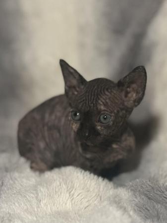 Image 2 of Sphynx kittens beautiful temperaments and colours