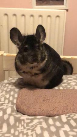 Image 2 of Chinchilla named Diego 4 years old