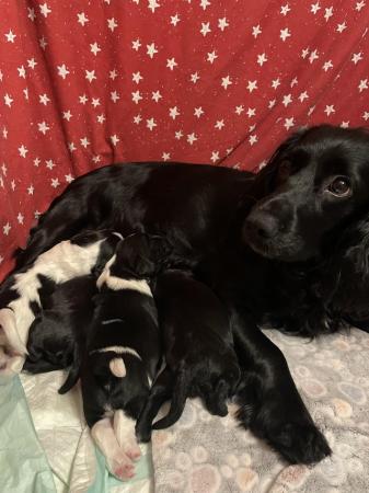 Image 2 of REDUCED only two Sprocker Spaniel Pups left! Ready now!