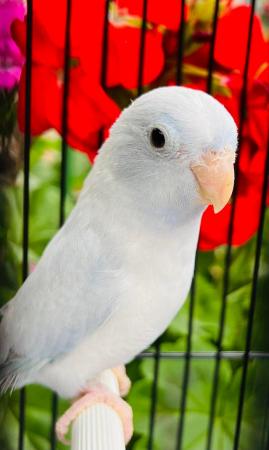 Image 19 of Celestial Parrotlet, pacific parrotlets