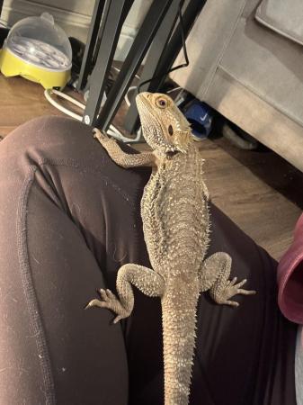 Image 4 of Bearded dragon looking for 5* home