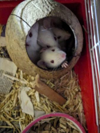 Image 3 of Rats available for sale, male and female