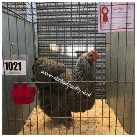 Image 54 of *POULTRY FOR SALE,EGGS,CHICKS,GROWERS,POL PULLETS*
