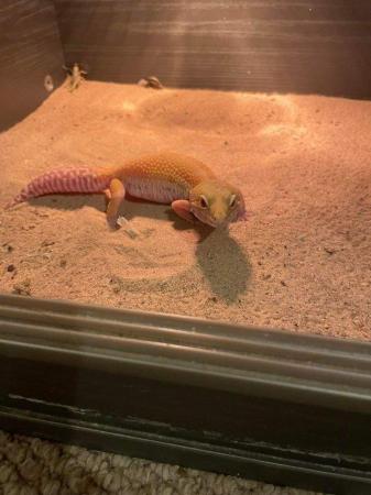 Image 4 of Mixed selection of female geckos for sale