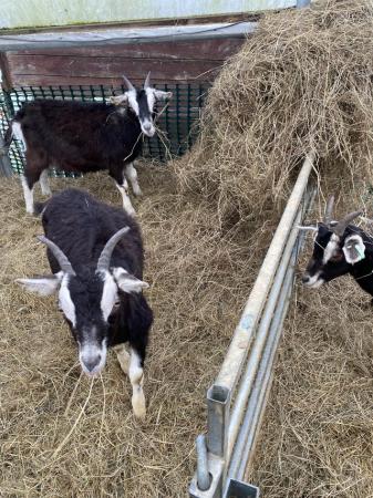 Image 2 of Wether Goats for sale British alpines and crosses