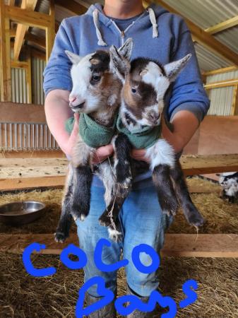 Image 3 of Tri Coloured Disbudded Pygmy goat kids