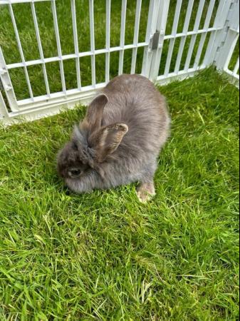 Image 3 of Pretty friendly Lionhead rabbit looking for 5* home.