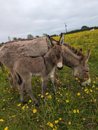 Image 3 of RESERVED Mediterranean Miniature donkey jack foal for sale