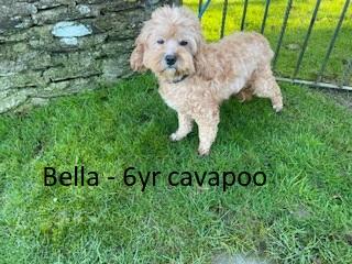 Image 4 of BELLA - ADULT CAVAPOO GIRL LOOKING FOR HER RETIREMENT HOME