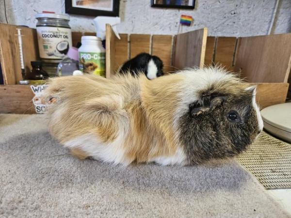 Image 4 of For adoption...Harry & Riley bonded male guinea pigs