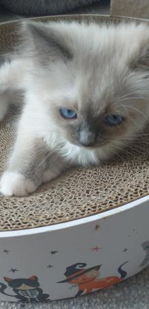Image 17 of Pure Breed Ragdoll Kittens
