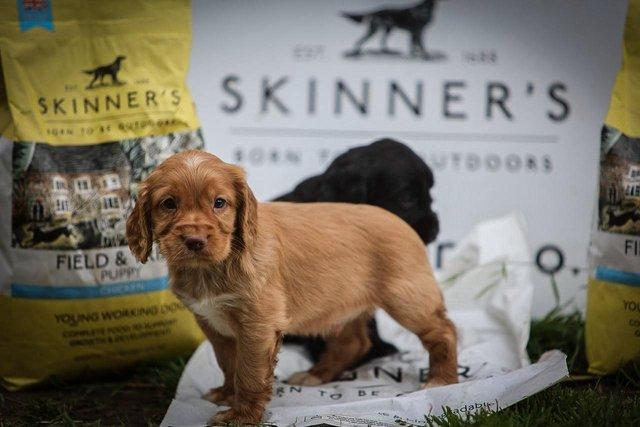 Image 5 of Exceptional KC Working Cocker Spaniel Puppies (Field Trial)