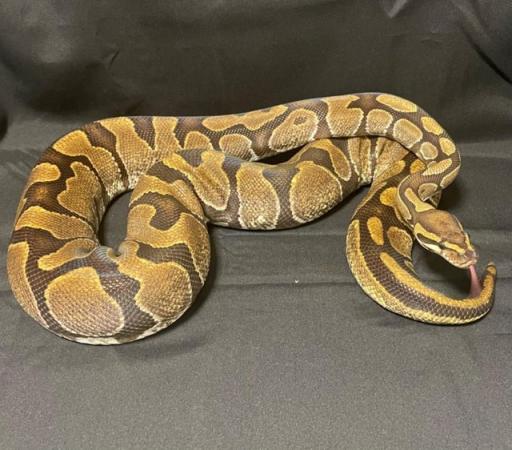Image 3 of Adult female enchi & male piebald Ball pythons for sale