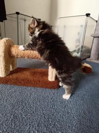 Image 17 of Fluffy maine coon kittens