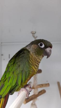Image 2 of 2 Not Tame Green Cheek Conures