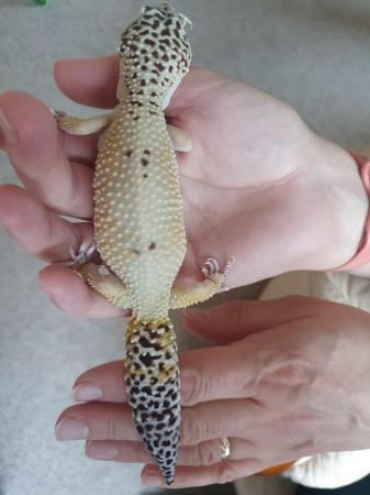 Image 4 of Leopard gecko with full set up, vivarium,  light and heat la