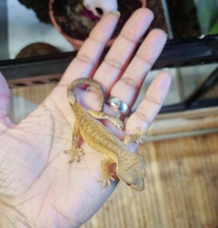 Image 7 of OMG Stunning Yellow Crested Gecko