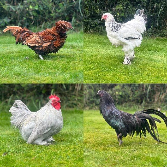 Preview of the first image of Rare breed Cockerels PEKIN / POLISH / AYAM CEMANI / BRAMHA.