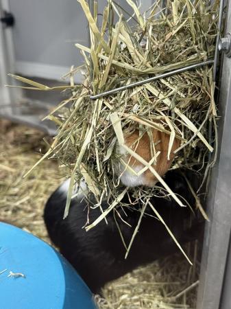 Image 3 of Male and female Guinea Pigs for sale