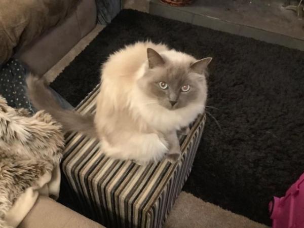 Image 2 of 5 year old male Ragdoll cat needing special home rehome blue