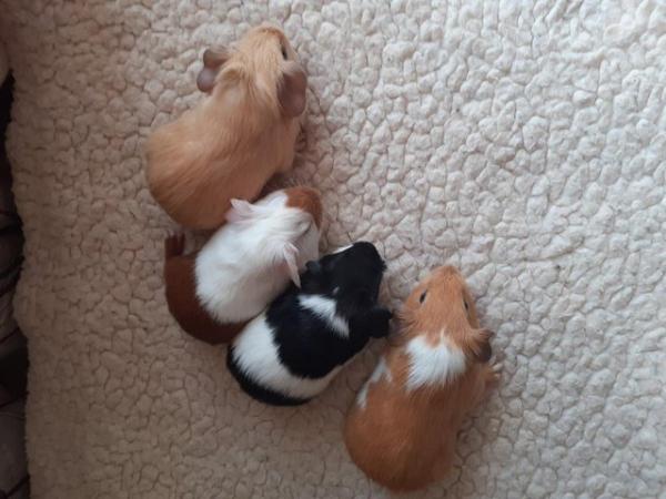 Image 5 of BEAUTIFUL BABY BOYS AND GIRL GUINEA PIGS