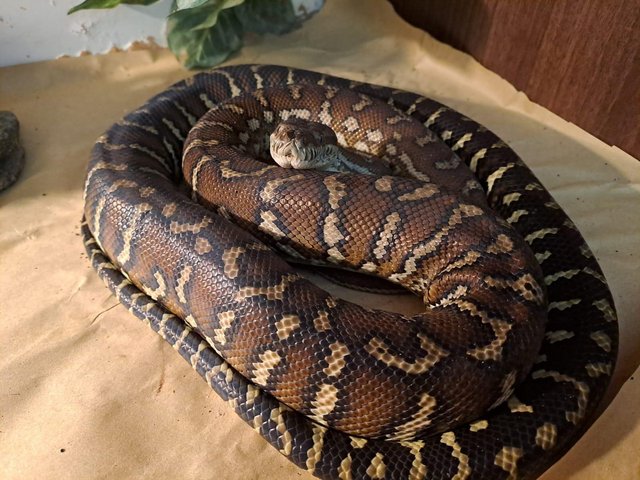 Preview of the first image of Sub adult bredles pythons.