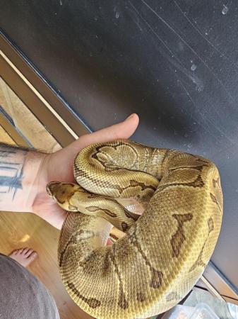 Image 2 of 3 years old royal python (male)