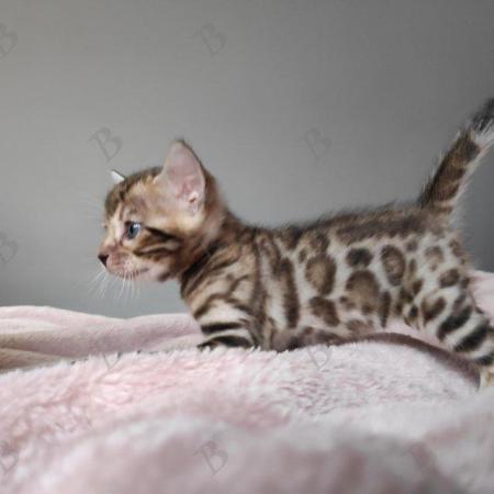 Image 5 of Pedigree Bengals Kittens from TICA reg Lil Bengals Durham