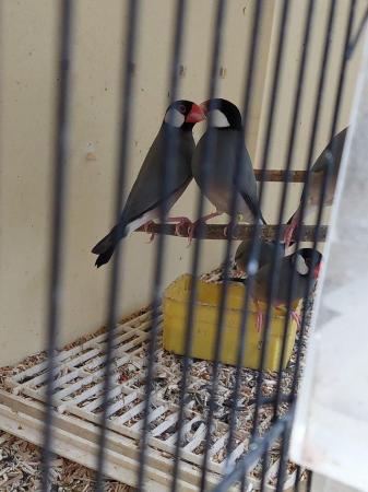 Image 1 of Java sparrows available 22/23