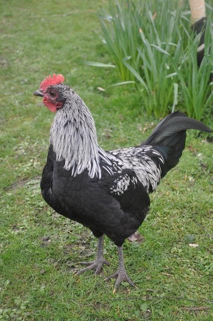 Preview of the first image of Norfolk Grey Chickens Rare Breed.