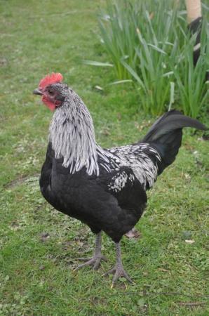 Image 1 of Norfolk Grey Chickens Rare Breed