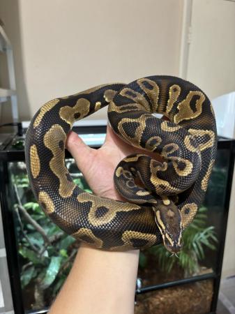 Image 6 of Proven Breeder Ball Pythons **updated.**