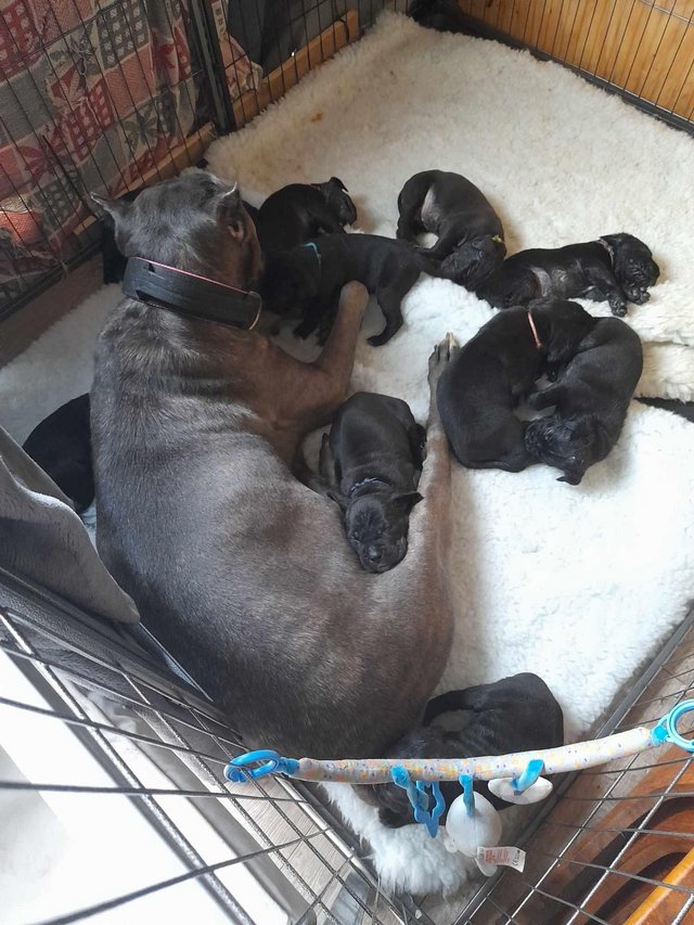 Preview of the first image of Stunning Cane Corso Puppies for sale.