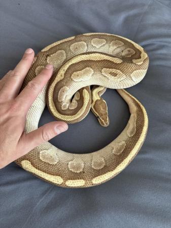 Image 2 of ball pythons male and female