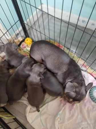 Image 10 of French bull dog puppies.
