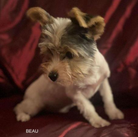 Image 16 of Biewer Yorkshire Terrier Puppies for sale