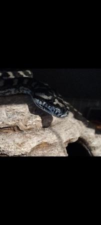 Image 5 of Carpet python female snake