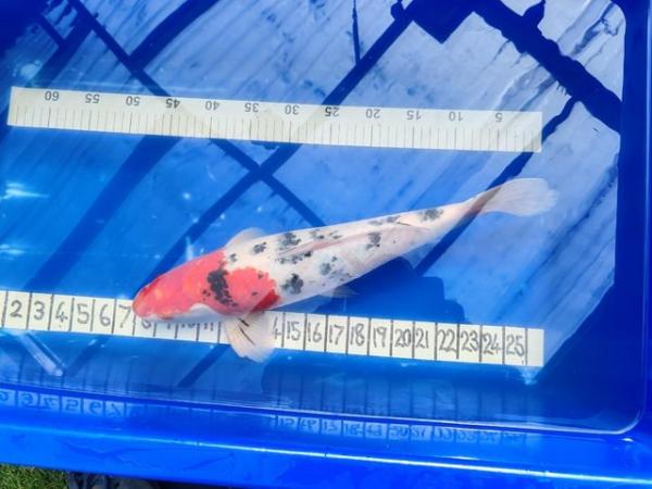 Image 2 of LARGE JAPANESE KOI AT 19 INCH OR 480MM BEAUTIFUL FISH