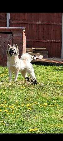Image 3 of 1 male American inu akita puppy left for sale