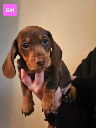 Image 4 of Miniature Dachshunds KC registered