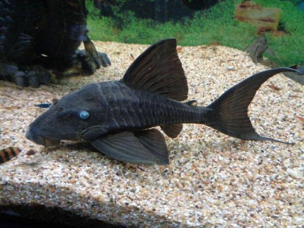 Image 1 of Rare Plecos L numbers for sale