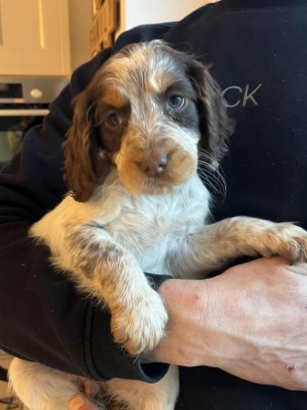 Image 5 of Cocker Spaniel Puppies for sale
