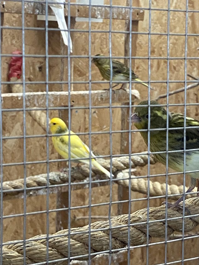 Canary’s for sale all in good condition — photo 2 of 4