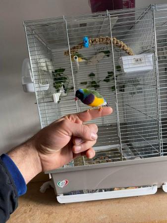 Image 4 of Tow pair of gouldian finch for sale