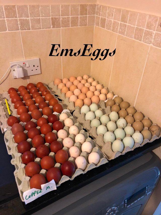 Preview of the first image of Fertile chicken eggs for hatching lots of breeds available.