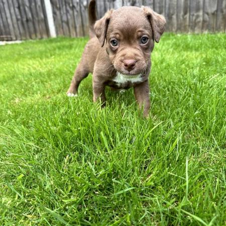 Image 8 of Patterdale Puppies for sale