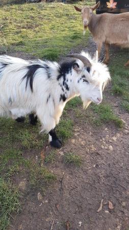 Image 3 of Pygmy wether goat ( no nuts )
