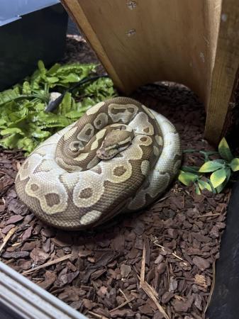 Image 5 of 3 year , female ball python for sale with full set up