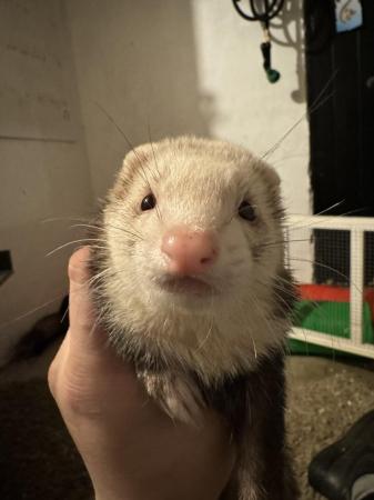Image 1 of Ferret Jills wanted. Any age :)