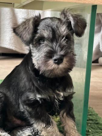 Image 8 of ALL GONE Miniature Schnauzer Pups KC REGISTERED